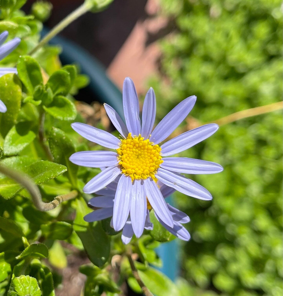 Blue Felicia flower seeds