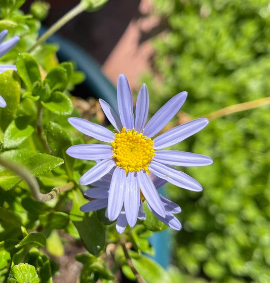 Blue Felicia flower seeds