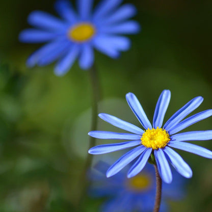 Felicia Amelloides with Blue Flowers and Bright Centers