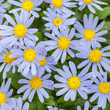 Felicia Amelloides with Blue Flowers and Bright Centers