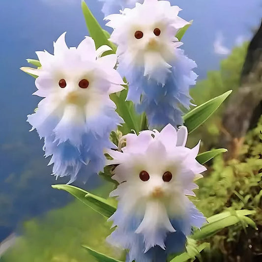 Blue Cat’s Eye Dazzle flower seeds product listing with blue flower imagery; actual flower appearance and botanical identity require verification.
