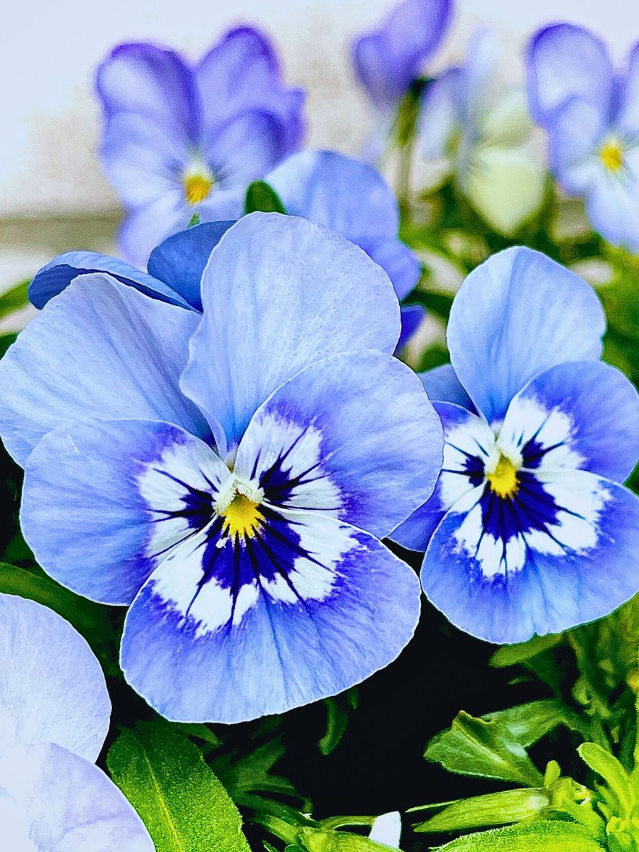 Pansy flower seeds