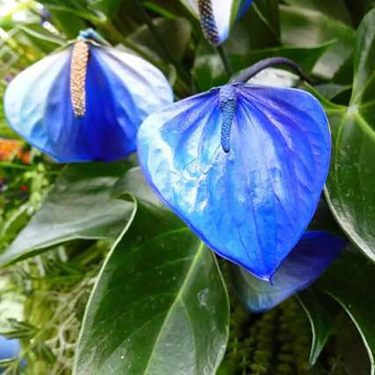 Blue Futaba flower seeds