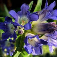 Gentiana Macrophylla Growing in Rock Garden
