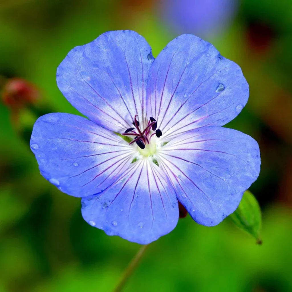Blue Geranium flower seeds