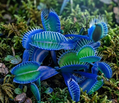 Blue Green Venus Fly Trap Seeds for planting with young Dionaea muscipula carnivorous plants