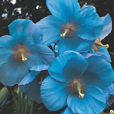 Himalayan Blue Poppy Growing in Woodland Garden