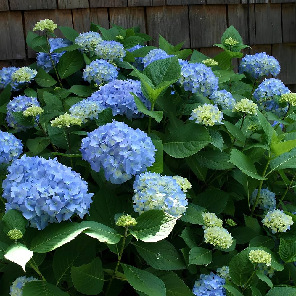 Blue Hydrangea flower seeds