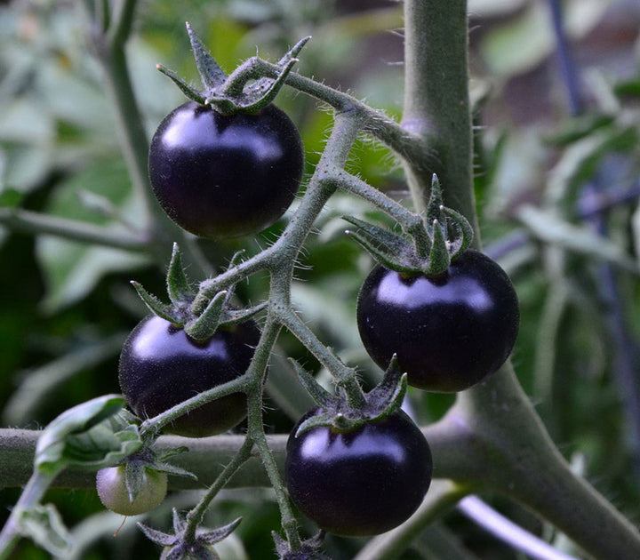 Indigo Rose Tomato Seeds