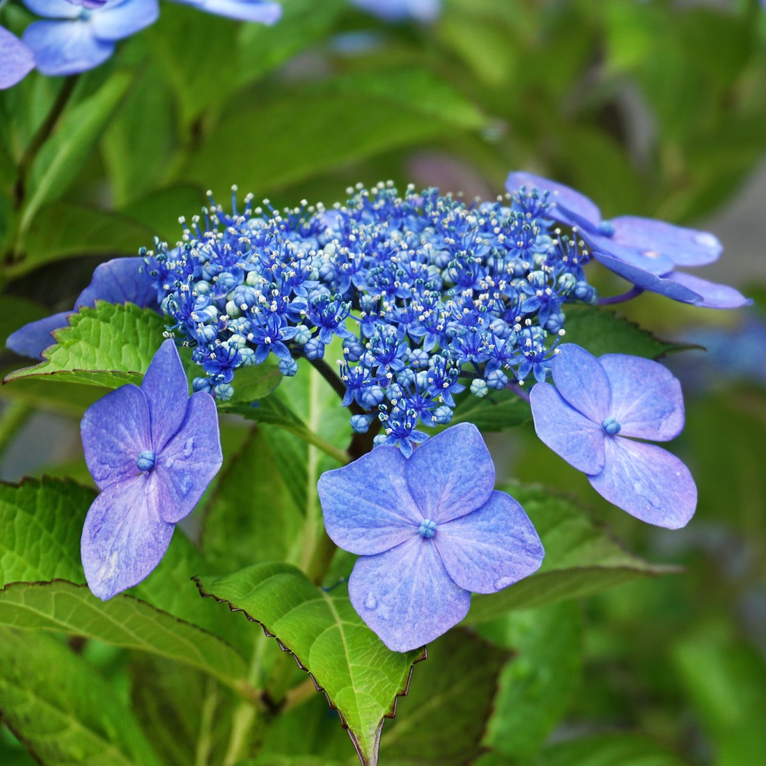 Hydrangea flower seeds