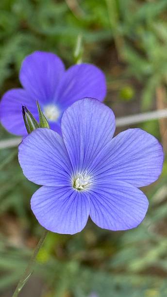Blue Linum flower with delicate blue blooms growing in a garden