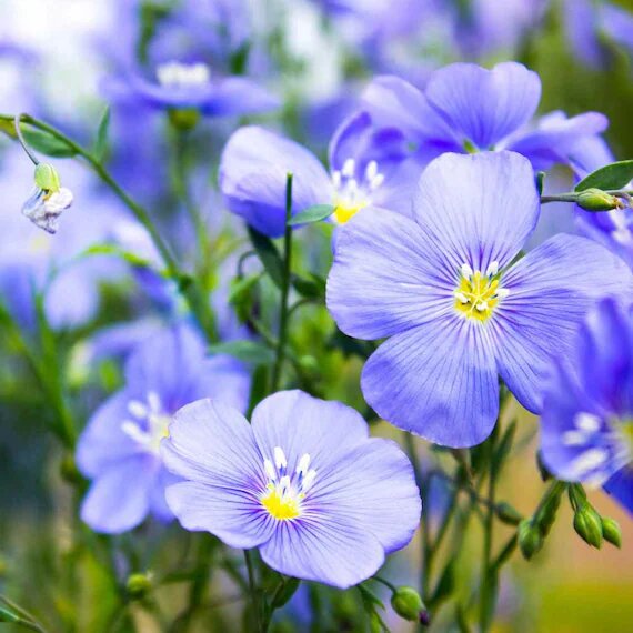 Blue Linum flower with delicate blue blooms growing in a garden