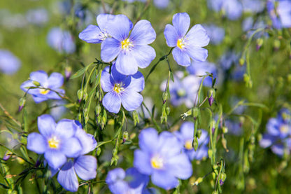 Blue Linum flower with delicate blue blooms growing in a garden