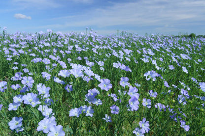 Blue Linum flower with delicate blue blooms growing in a garden