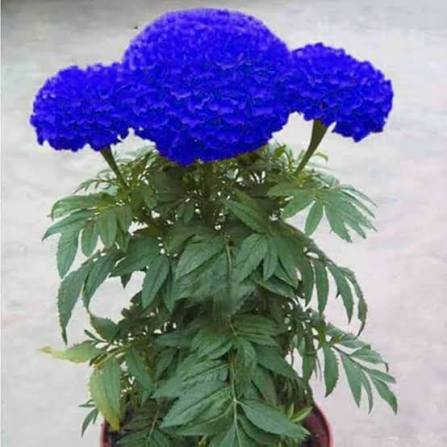 Blue Marigold Flower Seeds 