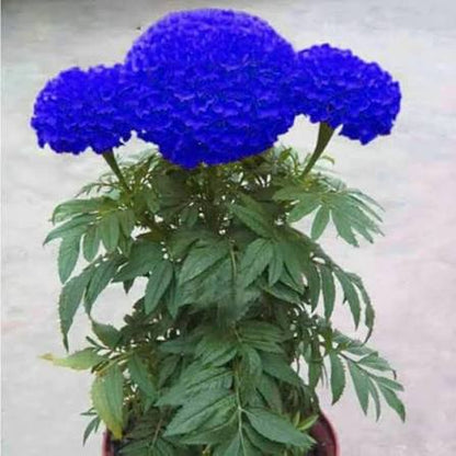 Blue Marigold Flower Seeds 