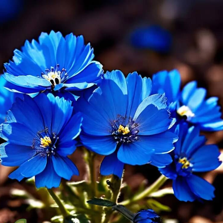 Blue Indigo Marigold plant