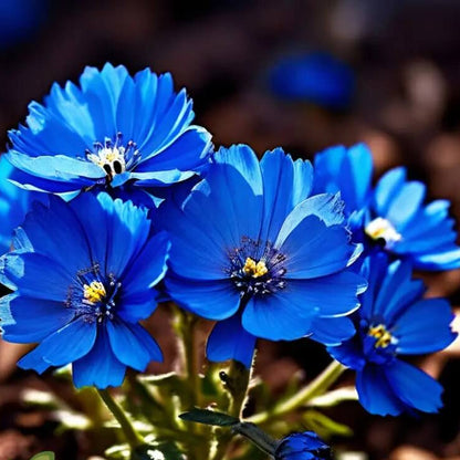 Blue Indigo Marigold plant