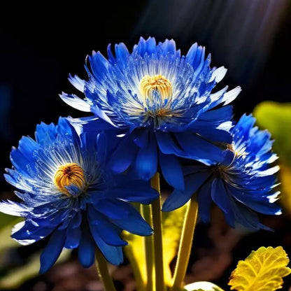 Blue Indigo Marigold plant