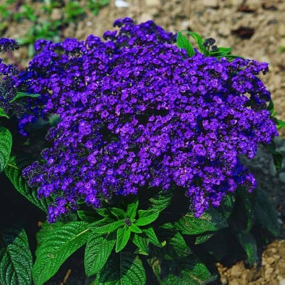 Blue Marine flower seeds