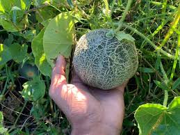 Blue Minnesota Melon Fruit Seeds for Planting – Heirloom Non-GMO Garden Seeds