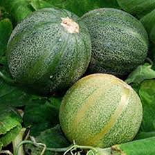 Blue Minnesota Melon Fruit Seeds for Planting – Heirloom Non-GMO Garden Seeds