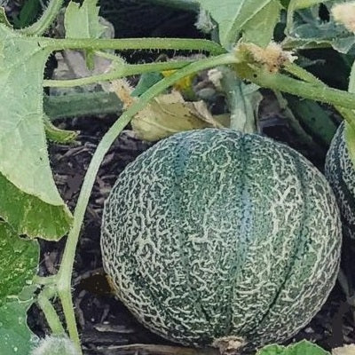 Blue Minnesota Melon Fruit Seeds for Planting – Heirloom Non-GMO Garden Seeds