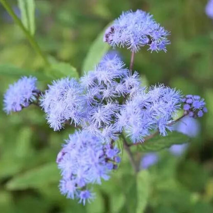 Conoclinium coelestinum Mistflower plant
