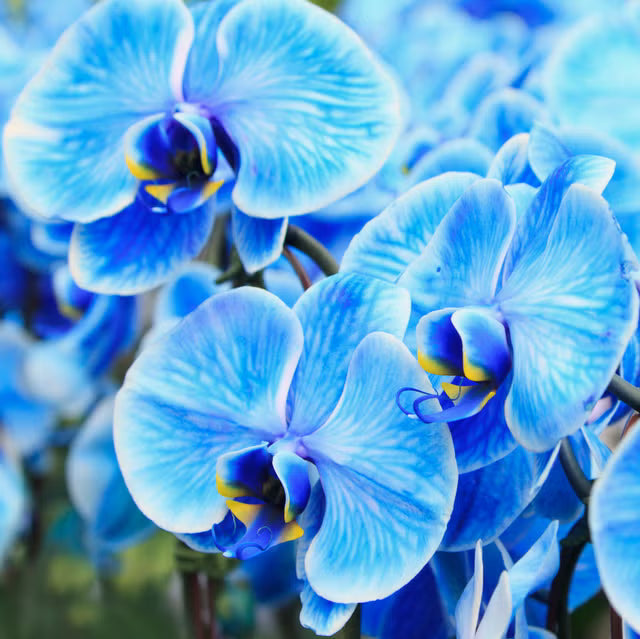 Sky Blue flower seeds