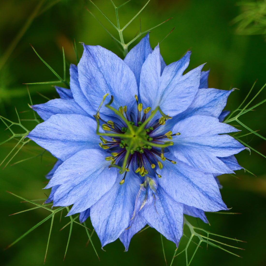 Blue Nigella flower seeds