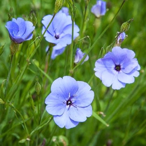 Blue Oculata flower seeds