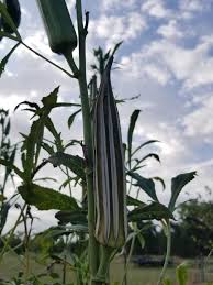 Blue Okra Seeds for Planting – Heirloom Non-GMO Garden Seeds