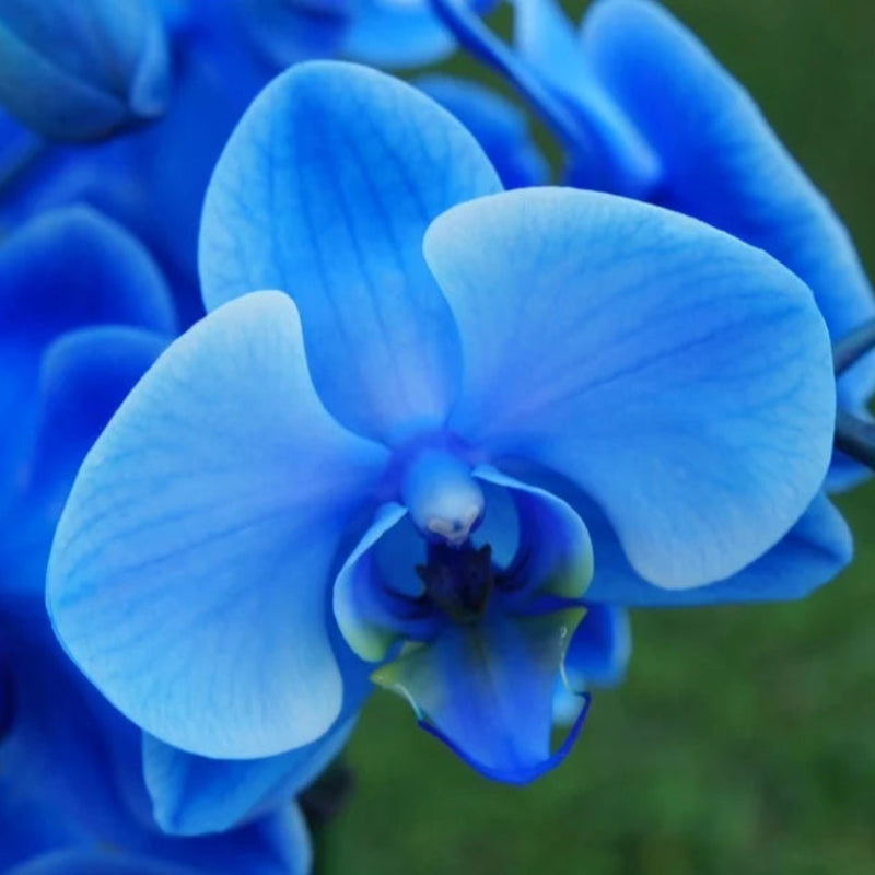 Deep Blue Phalaenopsis Orchid Flower Seeds for Planting – Heirloom Non-GMO Garden Seeds
