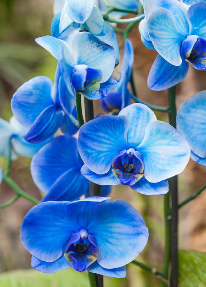 Sky Blue Butterfly Orchid Flower Seeds for Planting – Heirloom Non-GMO Garden Seeds