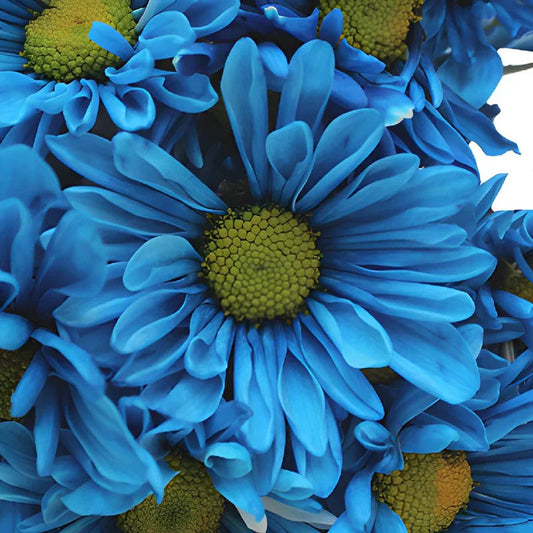Blue Osteospermum flower seeds