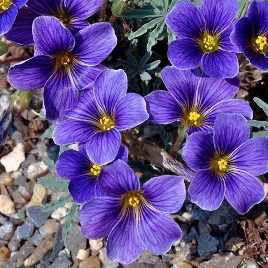 Blue Oxalis flower seeds