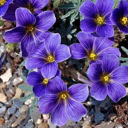 Blue Oxalis flower seeds