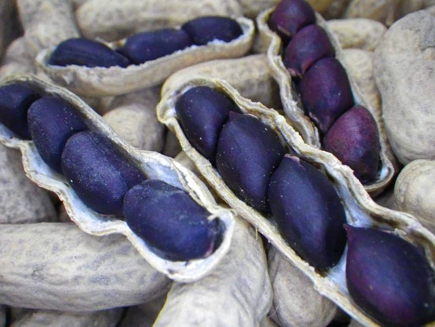 Blue Peanut Seeds
