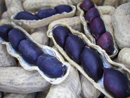 Blue Peanut Seeds