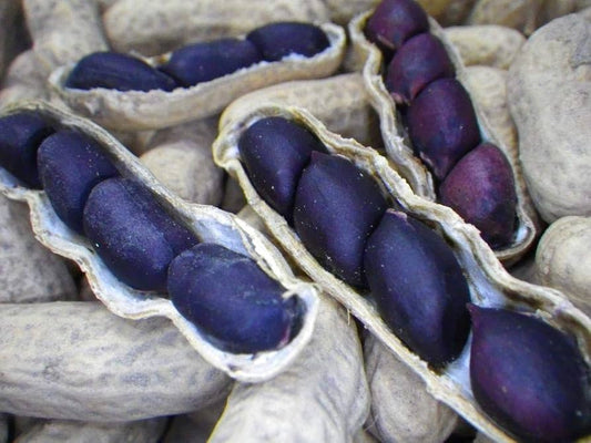 Blue Peanut Seeds