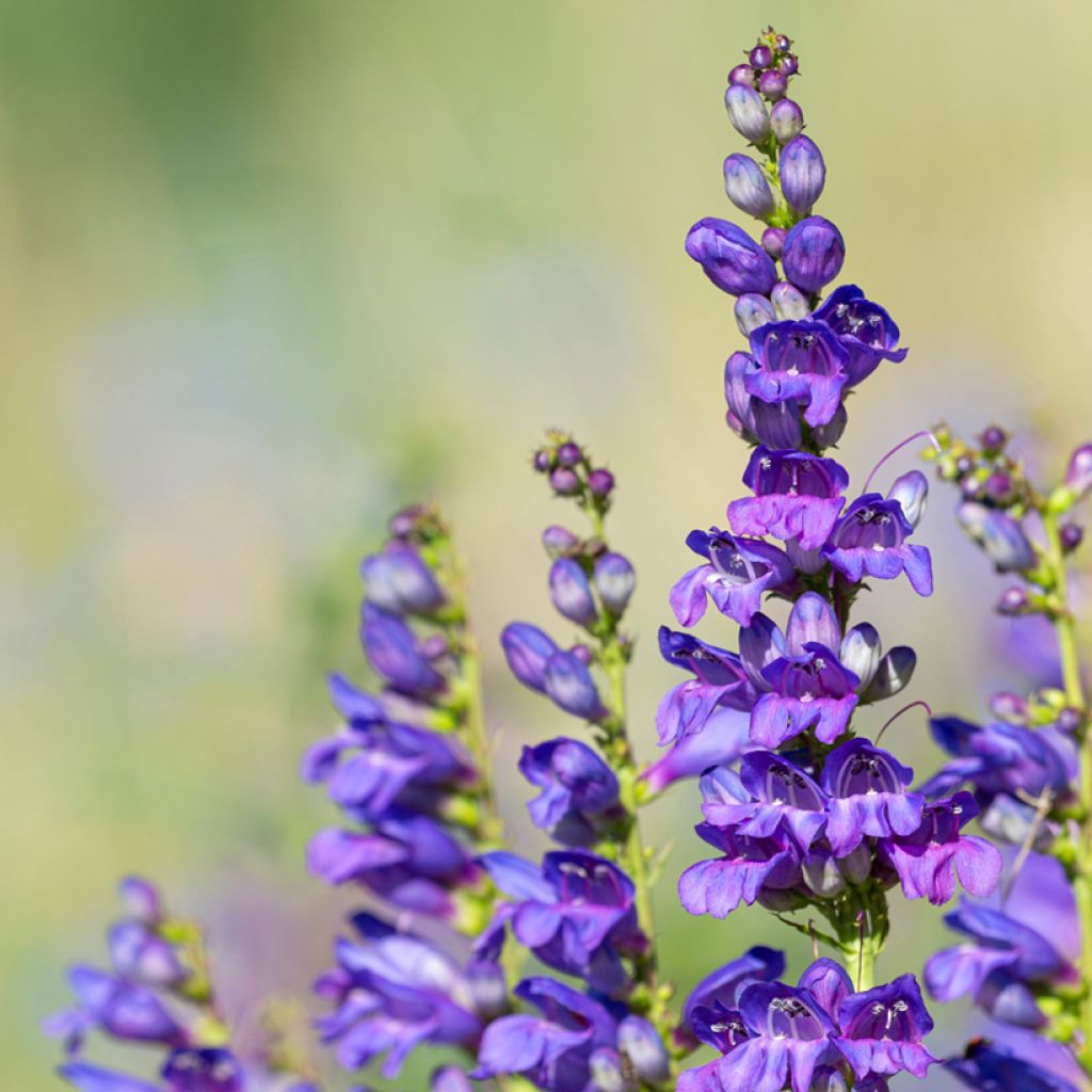 Blue Penstemon flower seeds