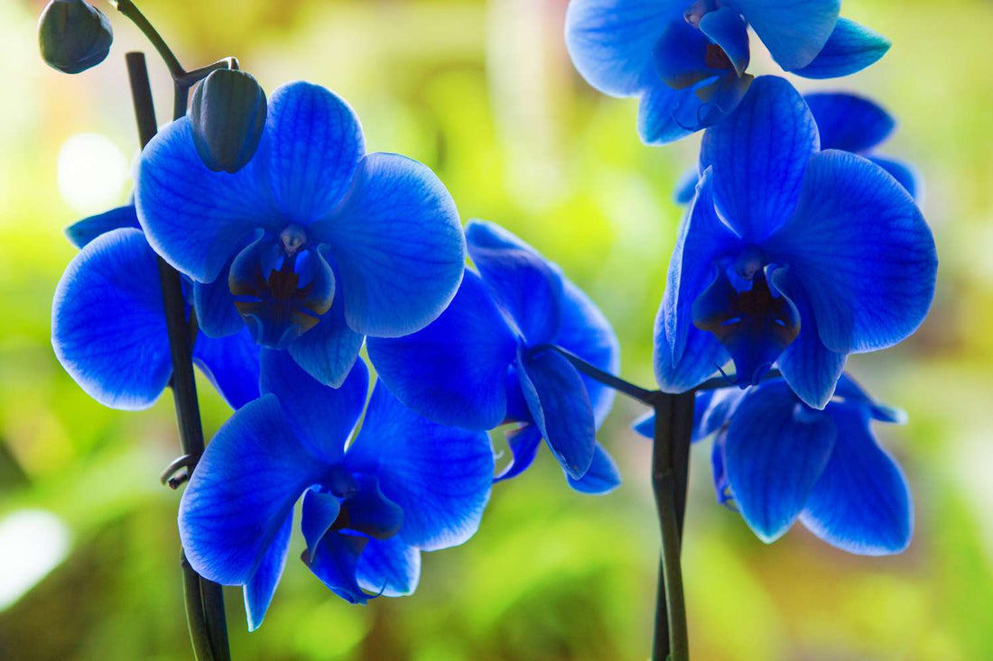 Blue Phalaenopsis flower seeds