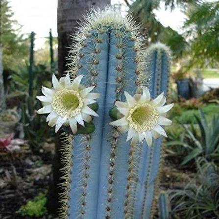 Blue Pilosocereus Cactus Seeds for Planting