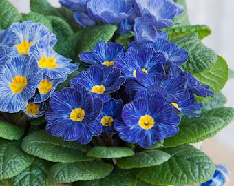 Blue Primrose Flower Seeds producing delicate blue blooms in a garden