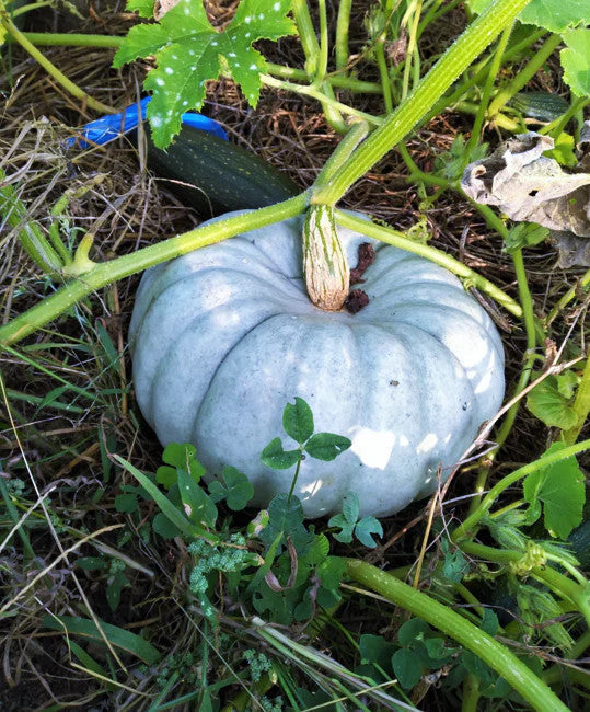 Blue Pumpkin Seeds