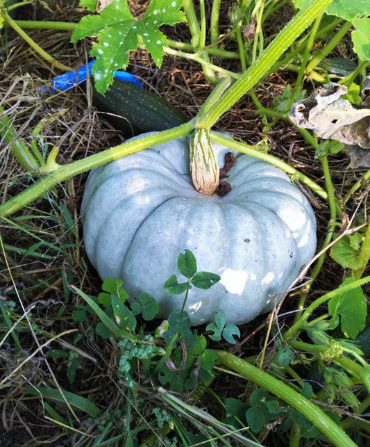 Blue Pumpkin Seeds