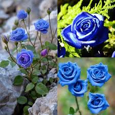Blue Rose Flowers Growing in Decorative Garden Border