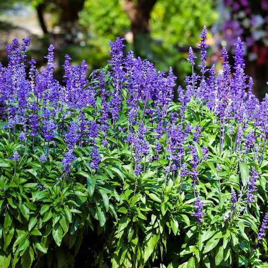 Mealycup Blue Sage Salvia farinacea flower seeds for planting in ornamental gardens