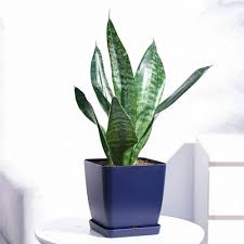 Mature Sansevieria with Architectural Foliage