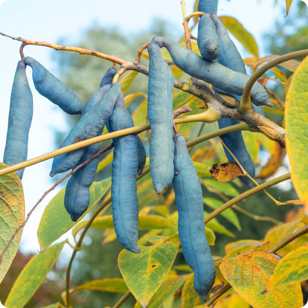 blue sausage fruit seeds